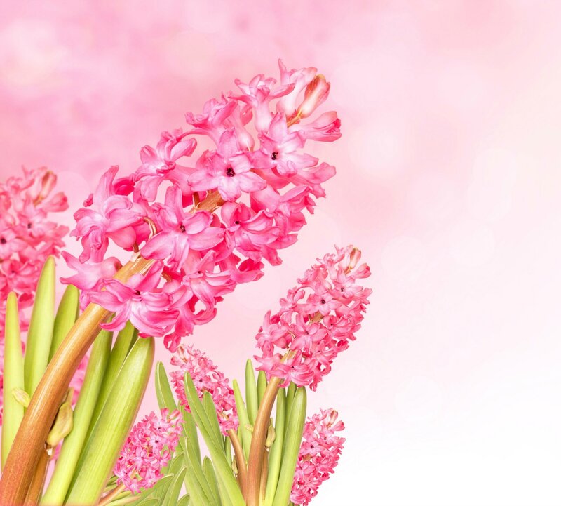 Pink Hyacinth Flowers — Serene, Spring