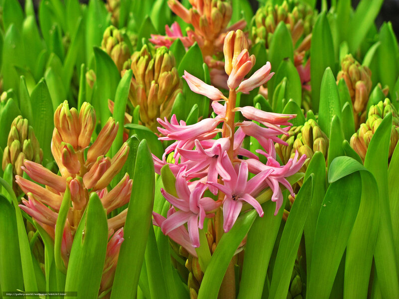 Pink Hyacinth Flowers — Vibrant