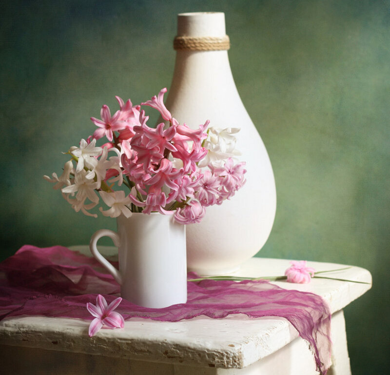 Pink Hyacinth Flowers — White