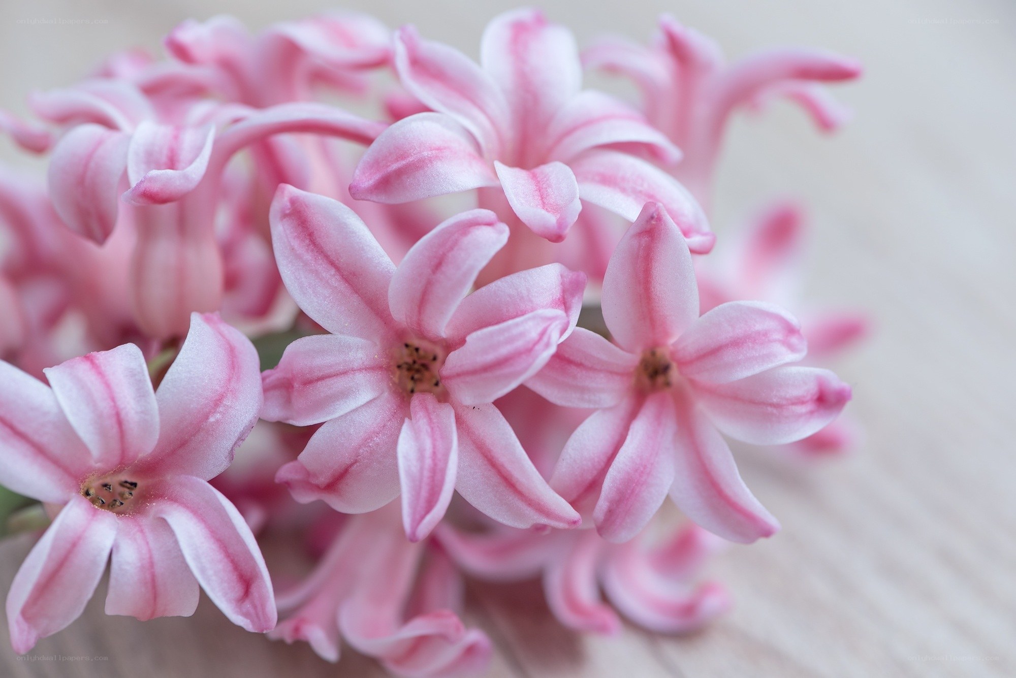 Pink hyacinth flowers