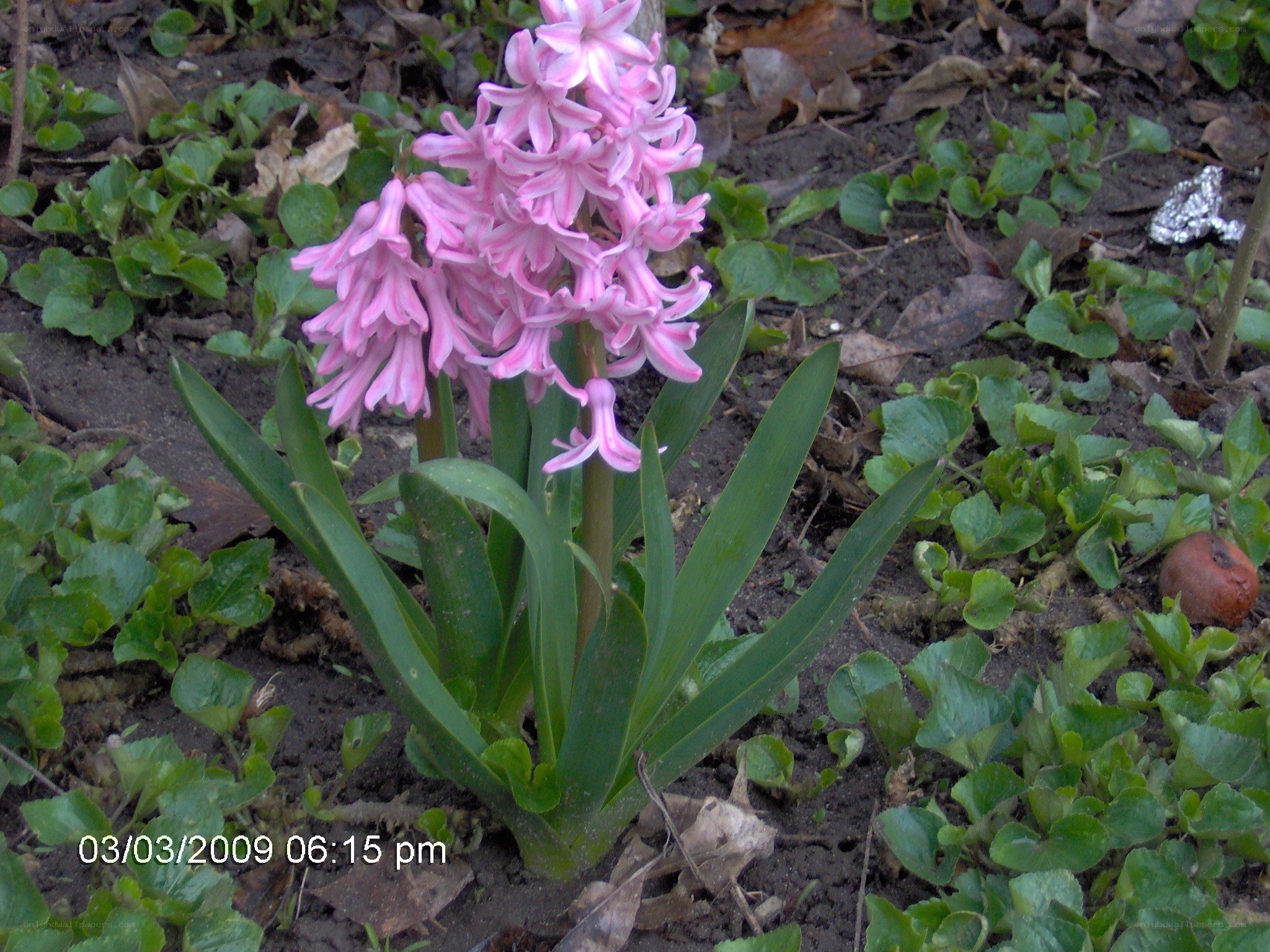 Pink hyacinth in garden