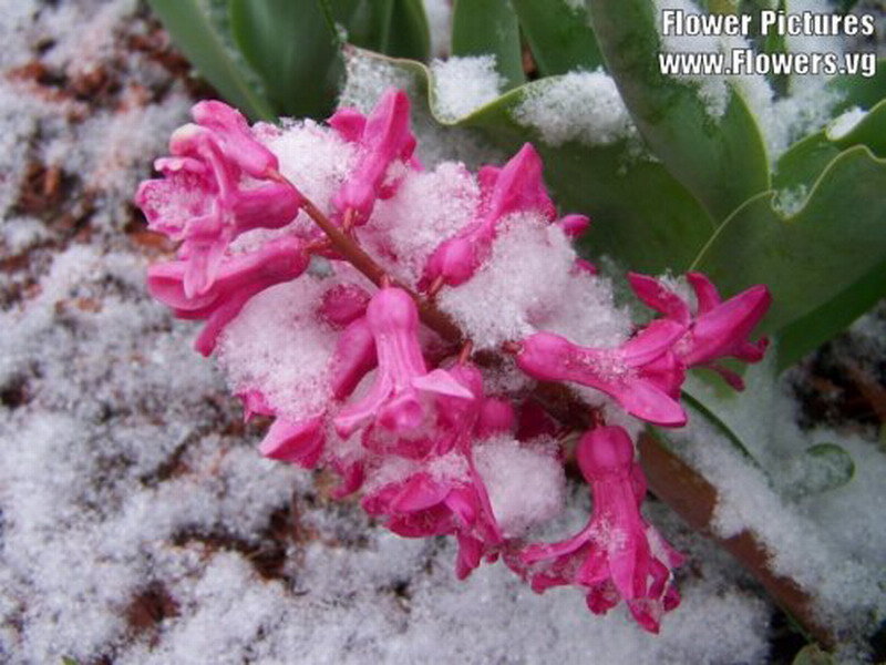 Pink Hyacinth in Snow