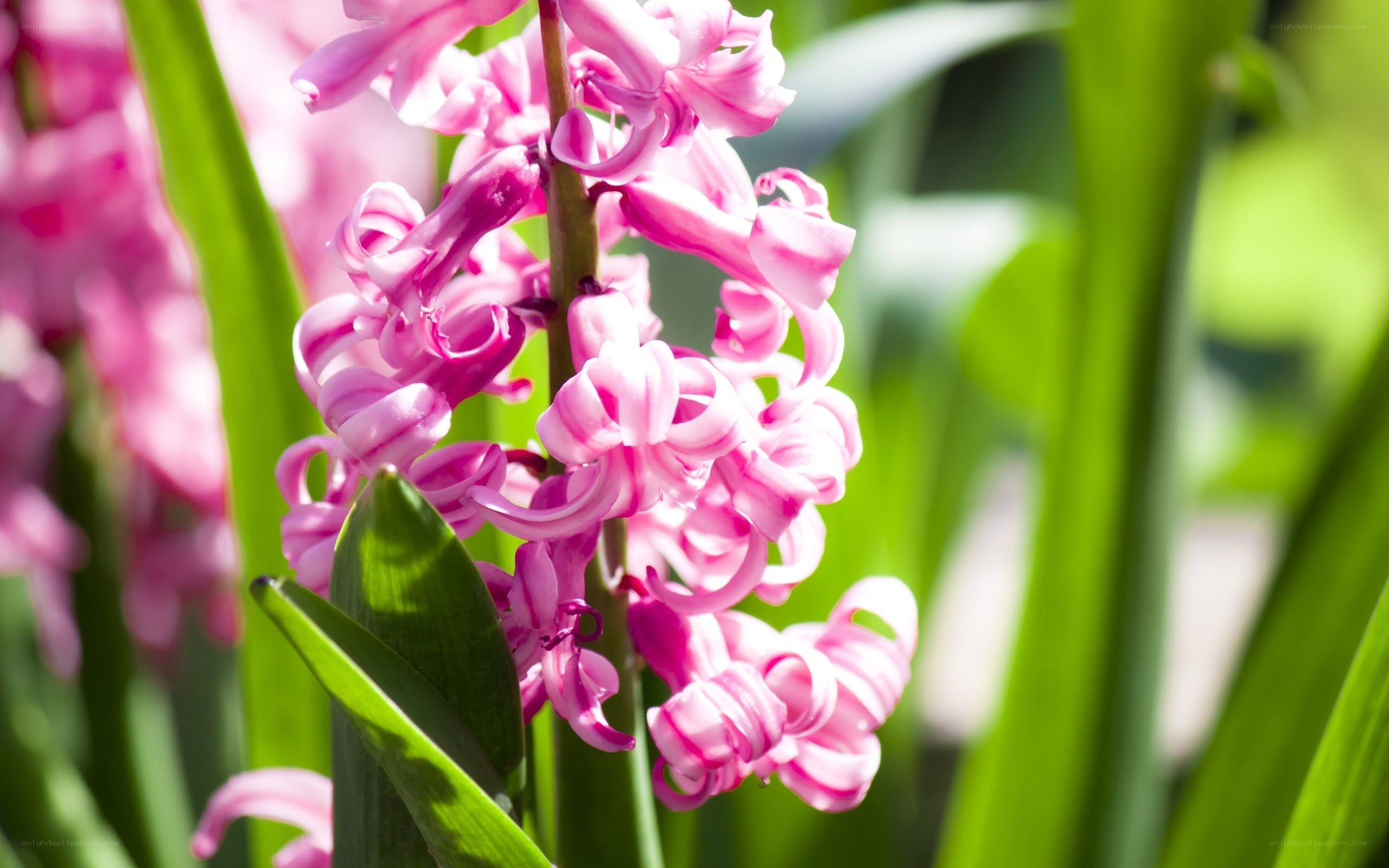 Pink hyacinth in sunlight