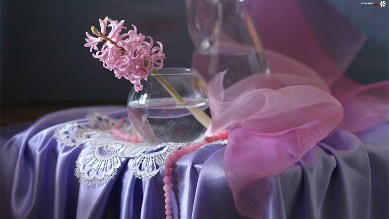 Pink Hyacinth in Vase — Purple