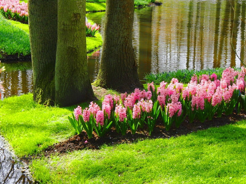 Pink Hyacinths by Water