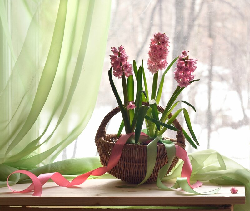 Pink Hyacinths in Basket