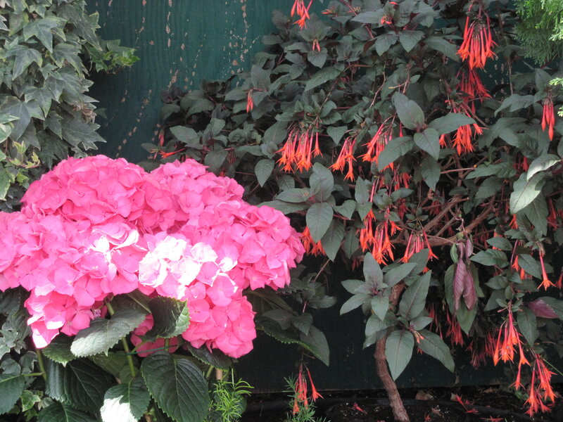 Pink Hydrangea and Fuchsia