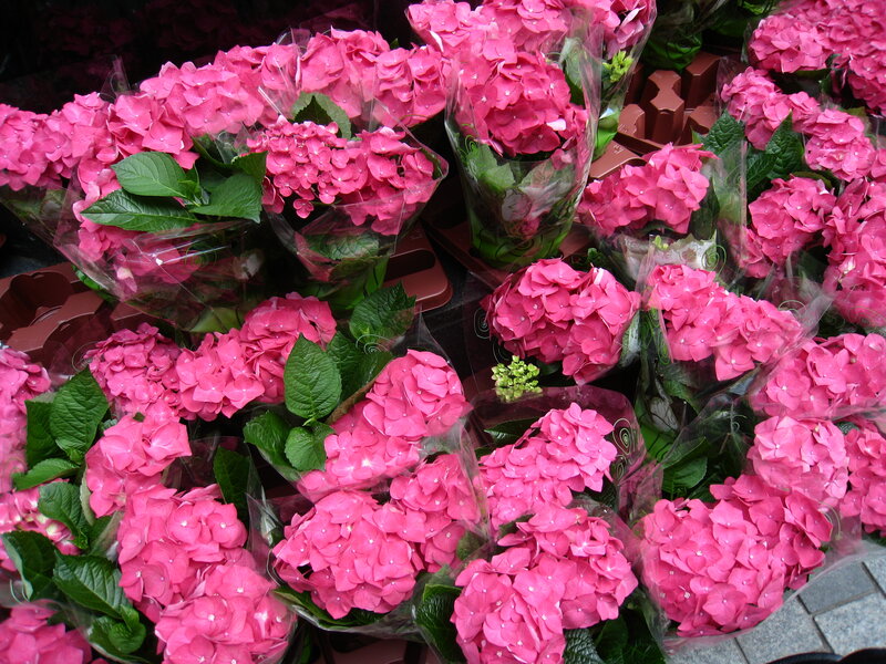 Pink Hydrangea Bouquets