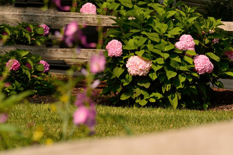 Pink Hydrangea Bush — Serene
