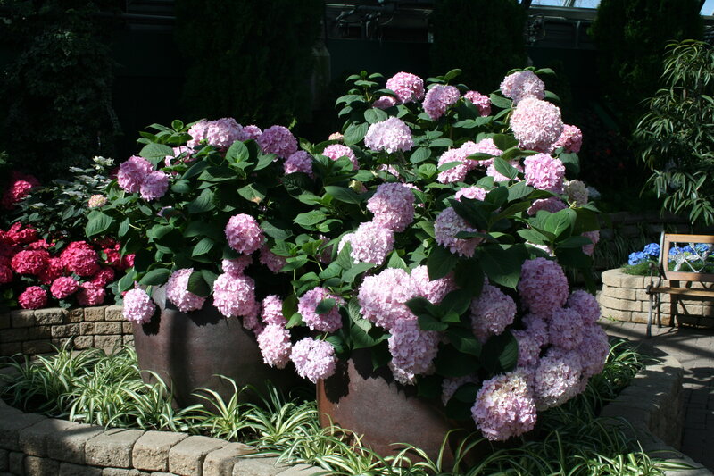 Pink Hydrangea Bush