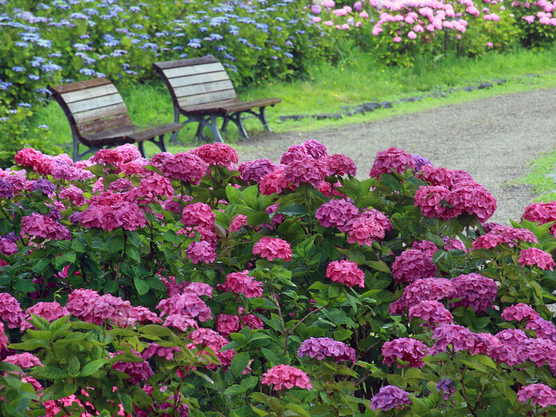 Pink Hydrangea Bushes