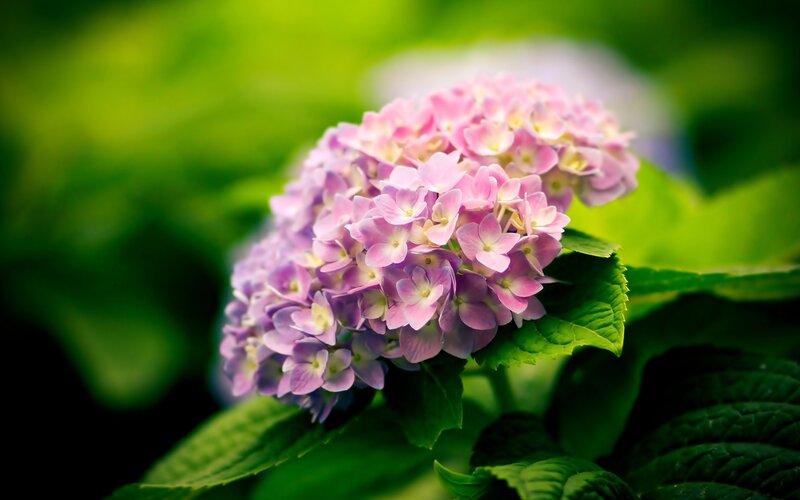 Pink hydrangea flower