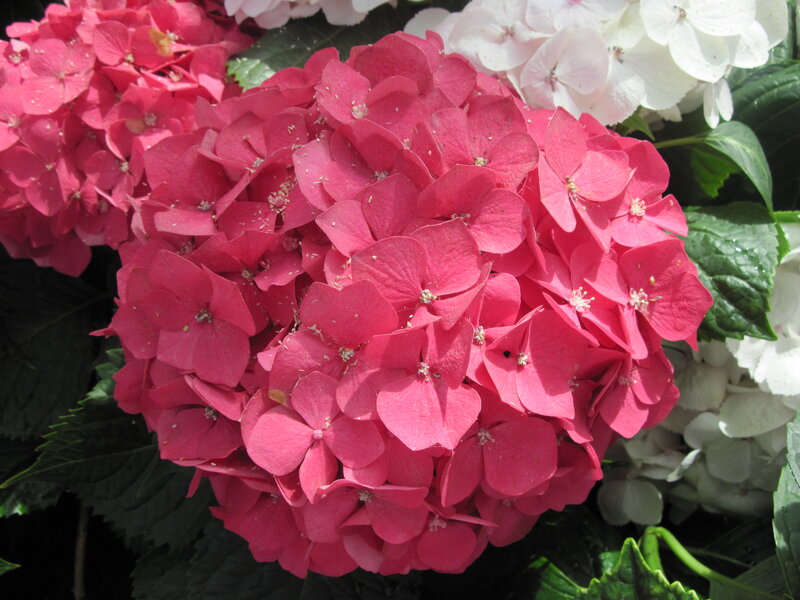 Pink Hydrangea Flower — Bright