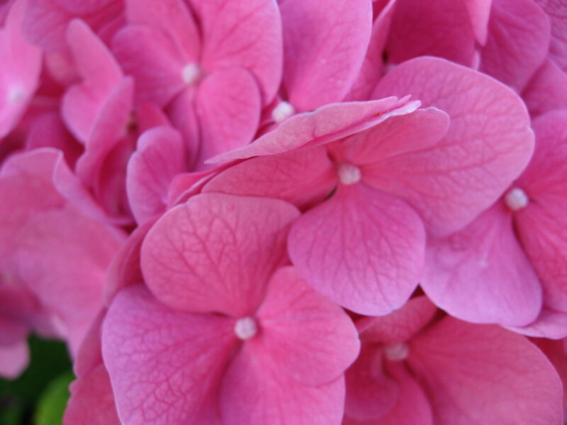 Pink Hydrangea Flower — Calm, Afternoon, Photograph, Petals