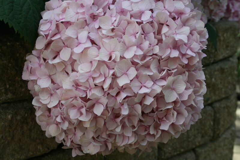 Pink Hydrangea Flower — Calm, Afternoon, Photograph, Stone Wall