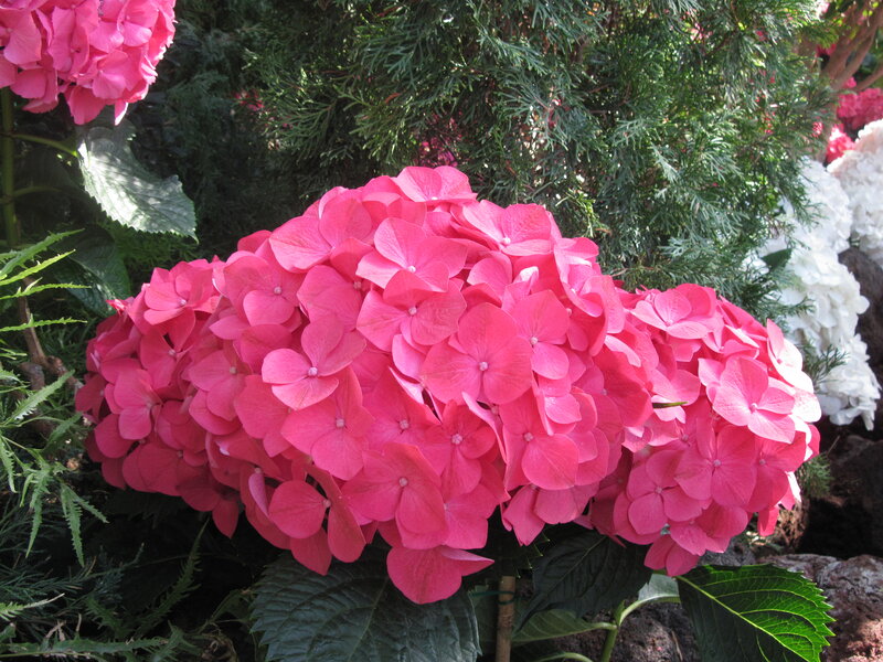 Pink Hydrangea Flower — Calm, Afternoon, Photograph