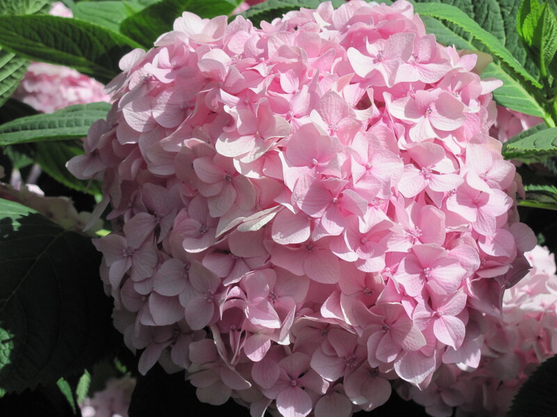 Pink Hydrangea Flower — Calm, Afternoon
