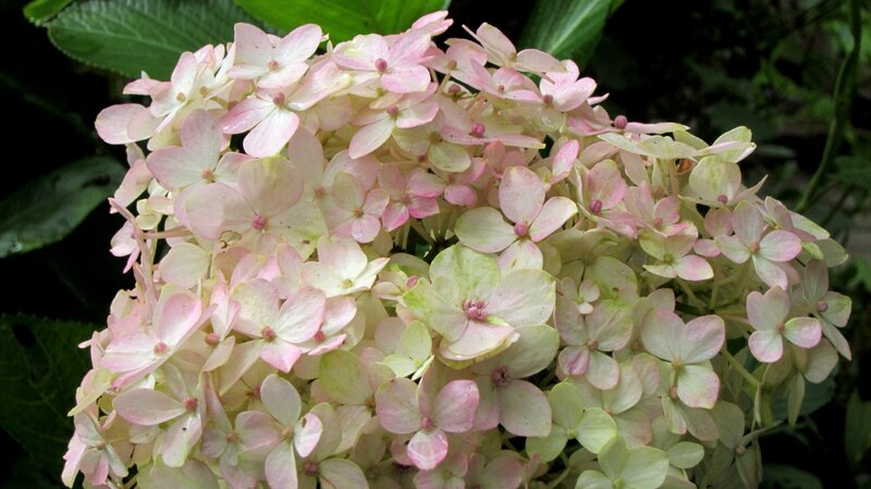 Pink Hydrangea Flower — Calm, Photograph, Flowers