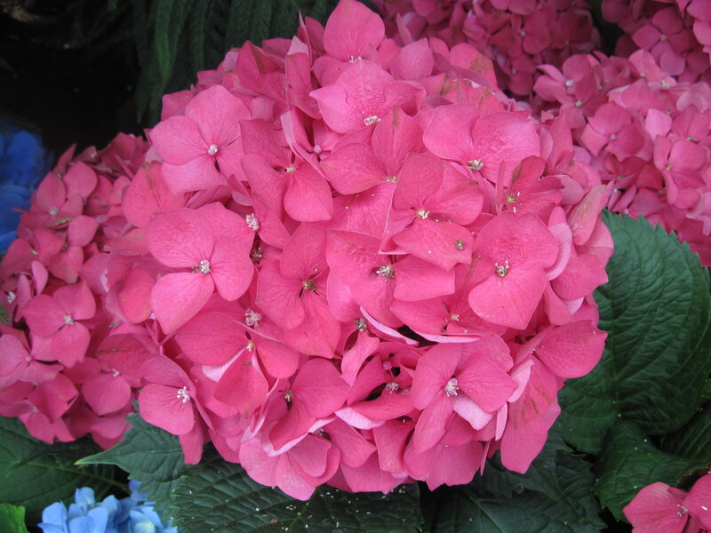 Pink Hydrangea Flower — Calm, Photograph, Green Leaves, Blue Flowers