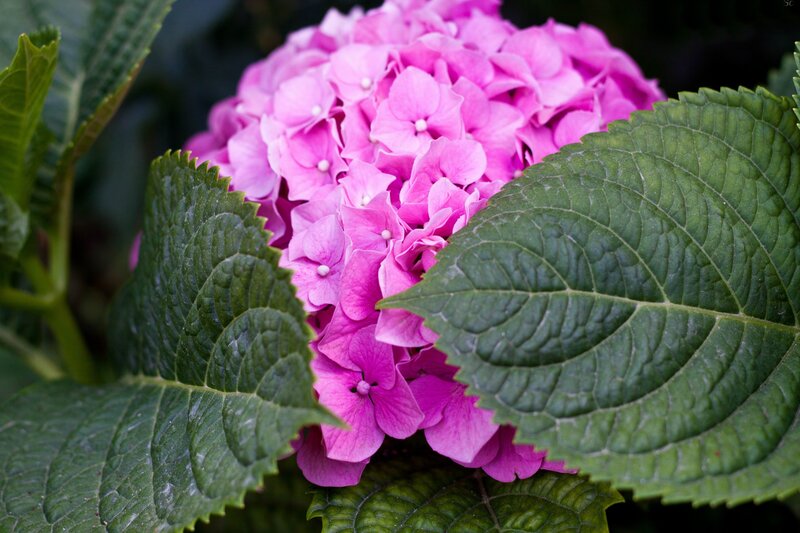 Pink Hydrangea Flower — Calm, Photograph, Green Leaves