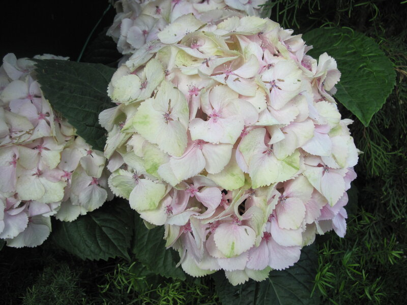 Pink Hydrangea Flower — Calm, Photograph, Leaves