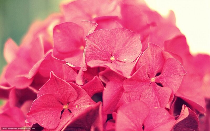 Pink Hydrangea Flower — Calm, Photograph, Petal