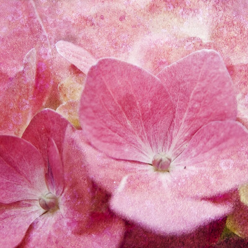 Pink Hydrangea Flower — Calm, Photograph, Petal, White