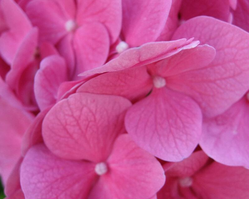 Pink Hydrangea Flower — Calm, Photograph