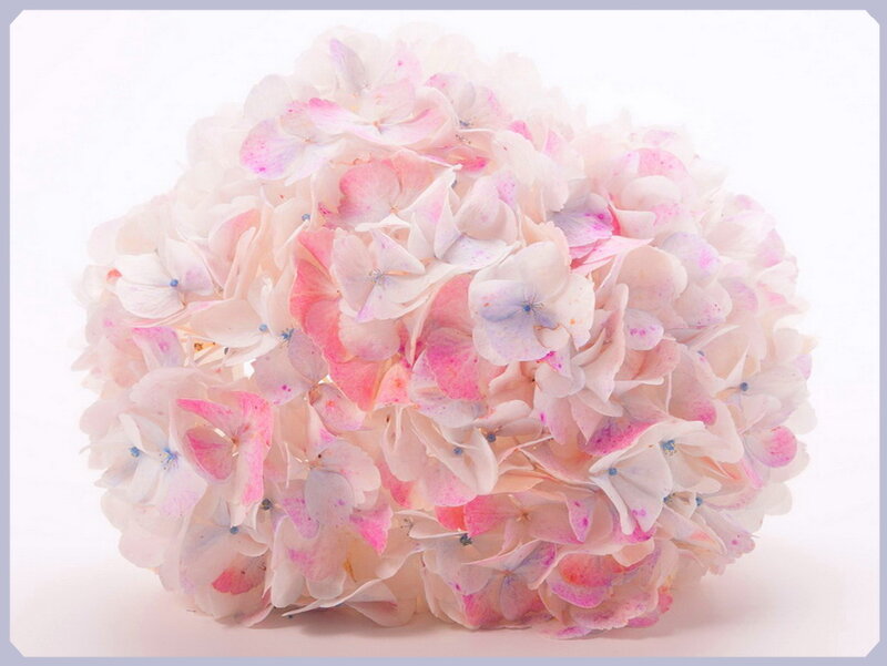Pink Hydrangea Flower — Calm, Photograph, White Background
