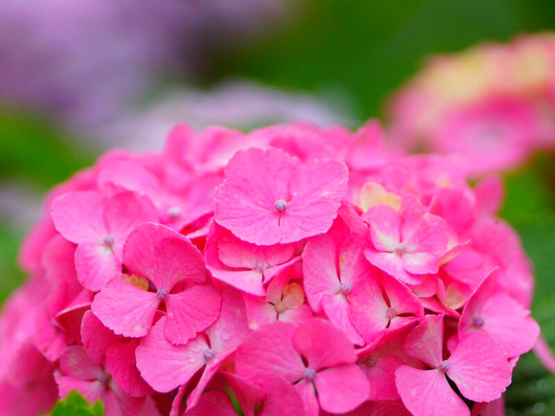 Pink Hydrangea Flower — Calm, Spring, Photograph, Green Leaves