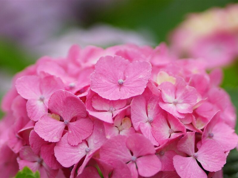Pink Hydrangea Flower — Calm, Spring, Photograph, Petals