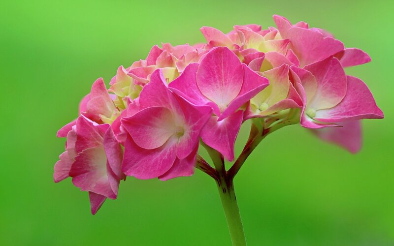 Pink Hydrangea Flower — Calm, Spring, Photograph, Stem