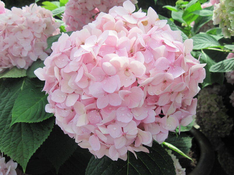 Pink Hydrangea Flower — Calm, Spring, Photograph