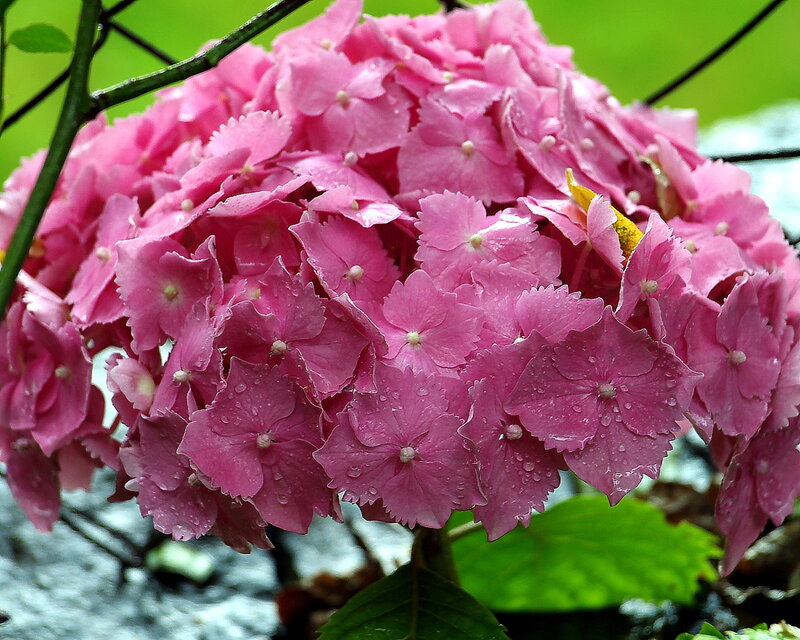 Pink Hydrangea Flower — Calm, Spring