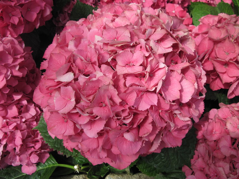 Pink Hydrangea Flower — Calm, Summer, Photograph, Flowers, Leaves
