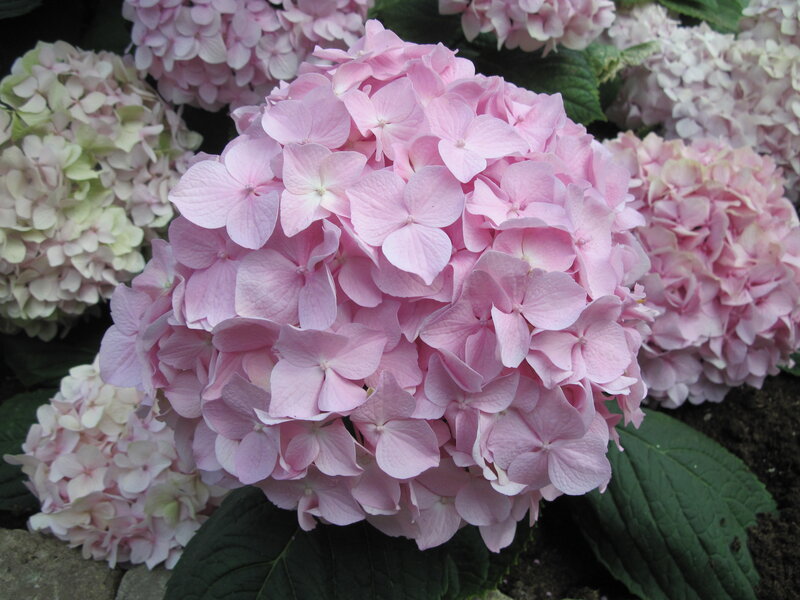 Pink Hydrangea Flower — Calm, Summer, Photograph, Flowers