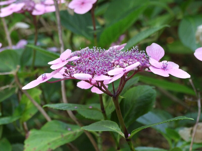Pink Hydrangea Flower — Calm, Summer, Photograph, Green Leaves, Flower Buds