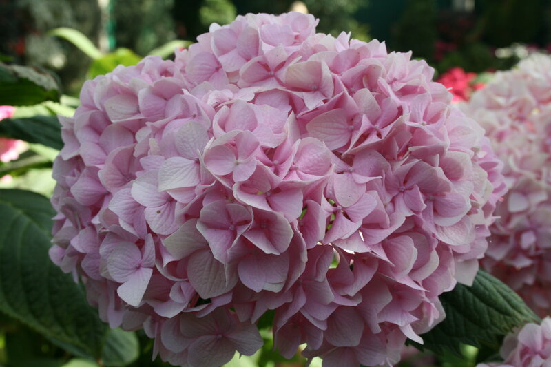 Pink Hydrangea Flower — Calm, Summer, Photograph, Green Leaves, Flower Cluster