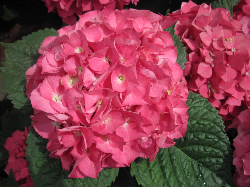 Pink Hydrangea Flower — Calm, Summer, Photograph, Green Leaves