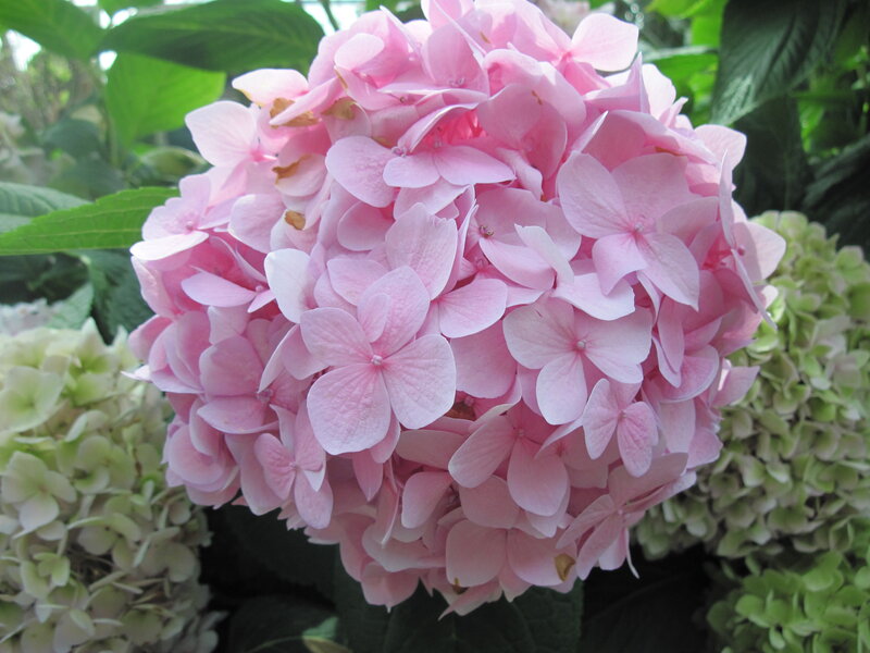 Pink Hydrangea Flower — Calm, Summer, Photograph, Green Leaves, White Flowers
