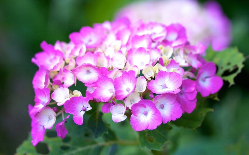 Pink Hydrangea Flower — Calm, Summer, Photograph, Green Leaves, White