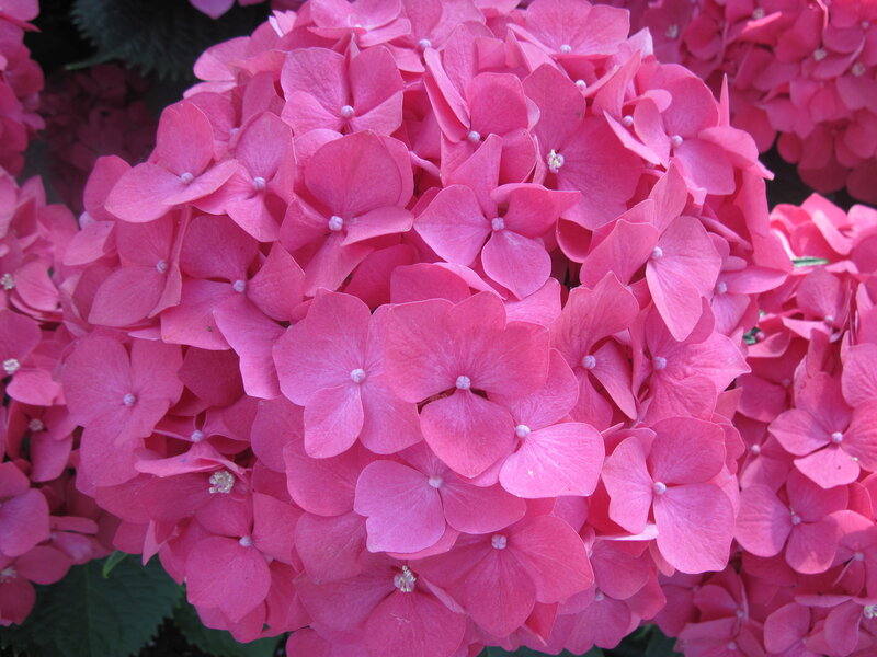 Pink Hydrangea Flower — Calm, Summer, Photograph, Petal