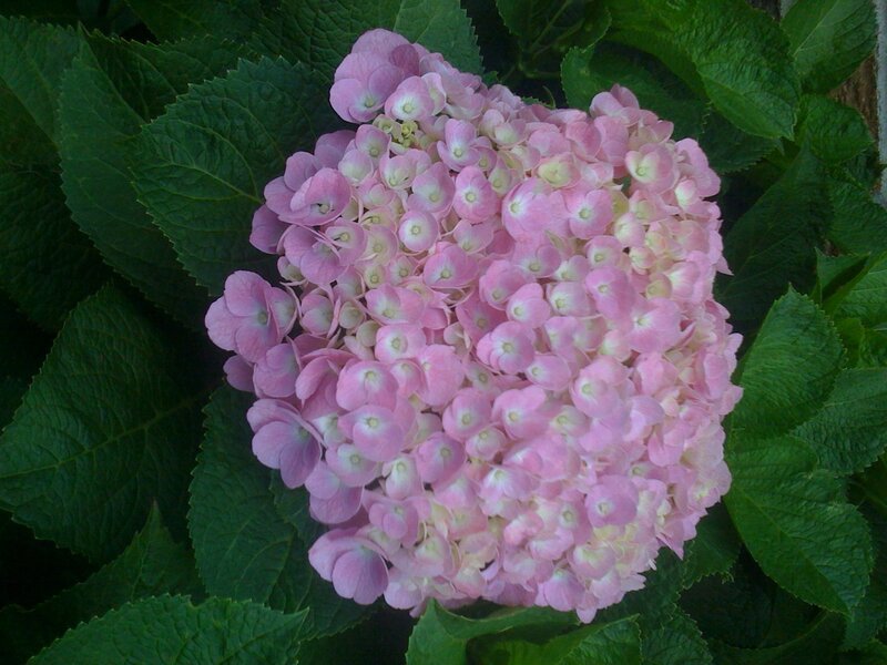 Pink Hydrangea Flower — Calm, Summer