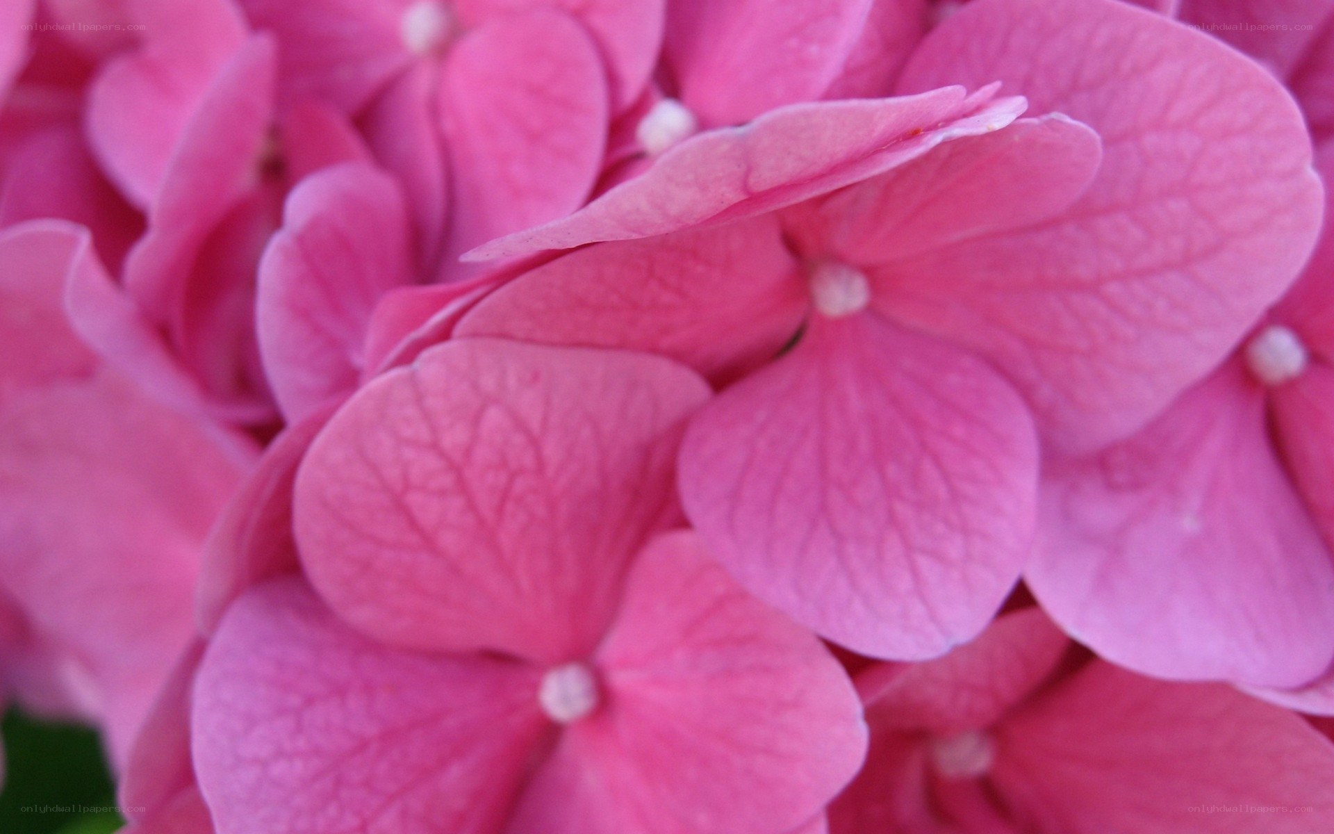 Pink hydrangea flower close-up