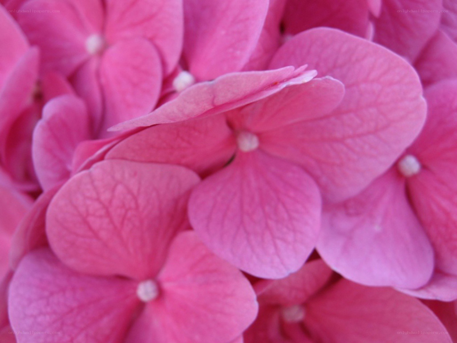 Pink hydrangea flower close-up