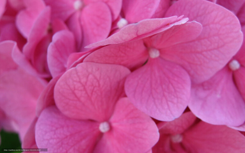 Pink hydrangea flower close-up