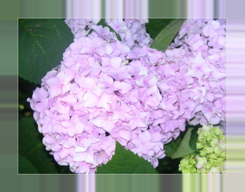 Pink hydrangea flower cluster