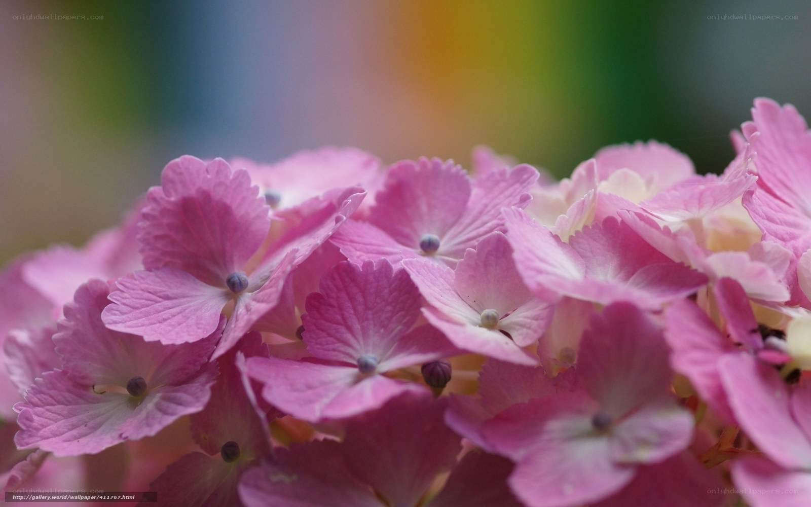Pink hydrangea flower cluster