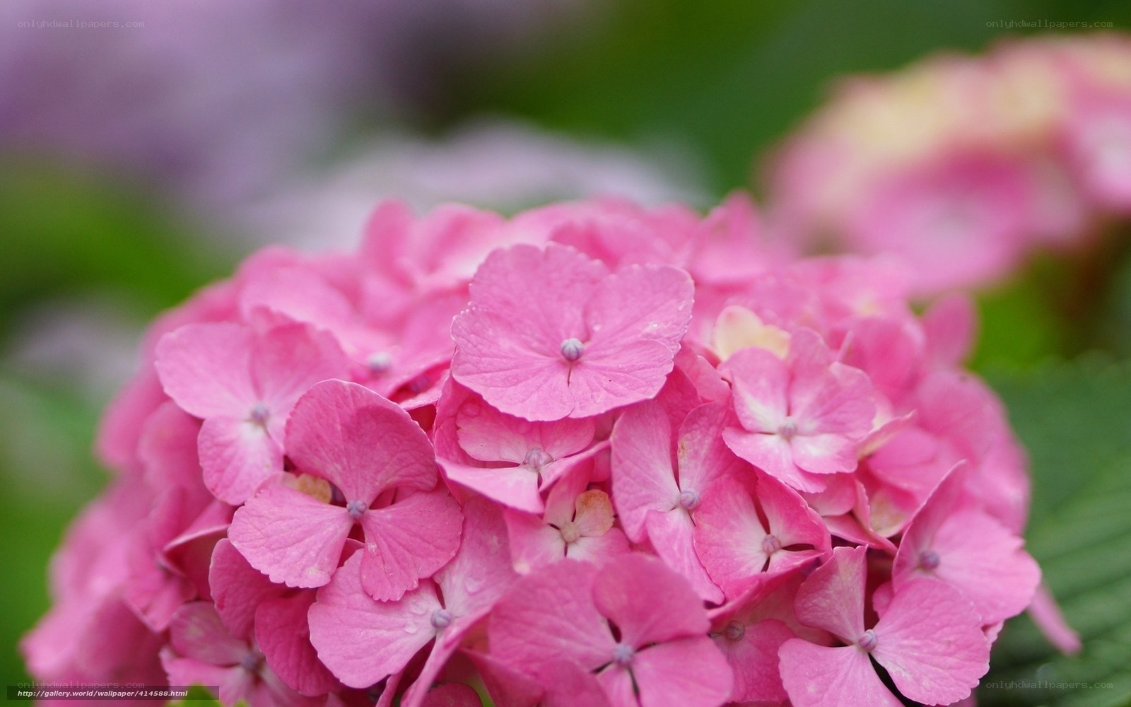 Pink hydrangea flower cluster