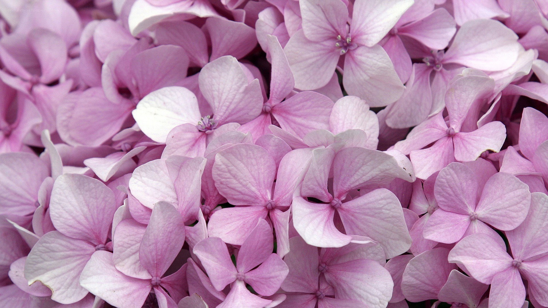 Pink hydrangea flower cluster
